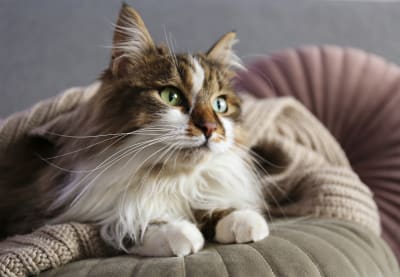 Best House Cats for Allergies, Greensboro Vet