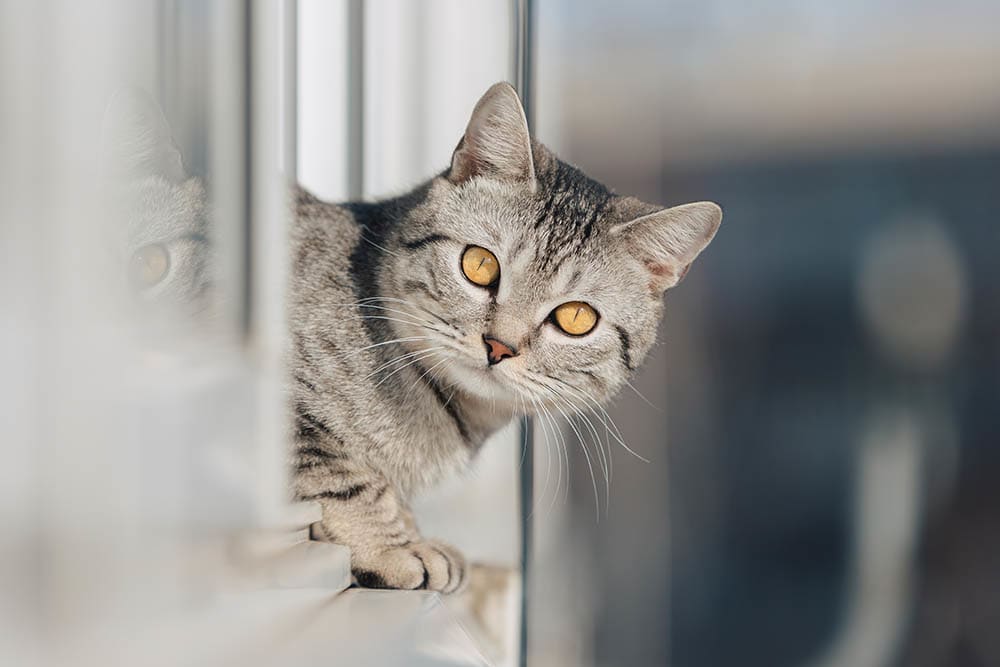 Cat peeking around the corner. All cats should receive the FVRCP vaccine. This post explains why.