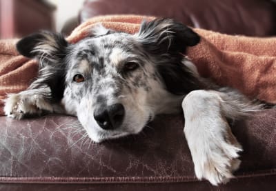 Anemia in Dogs, Greensboro Vet