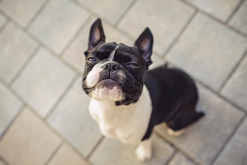 Boston Terrier looking up into camera smiling. Has your dog's behavior changed since getting their shots. Read on to learn possible reasons why.