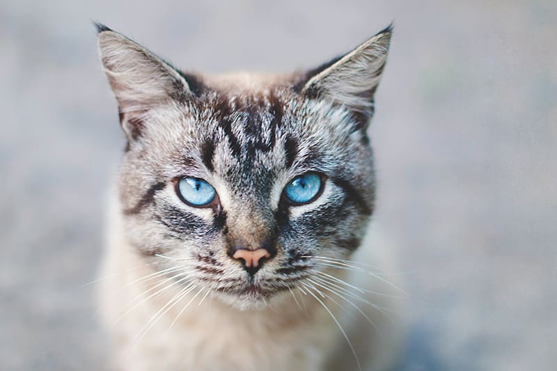 Fungal infections in Cats, Greensboro Vet