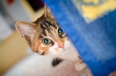 Sign & Symptoms of Fleas in Cats and Dogs, Greensboro Vet