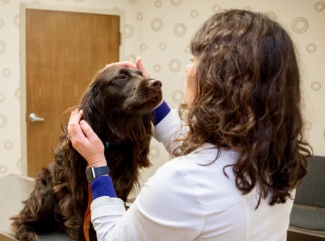 A dog is preparing for a cold laser therapy in Greensboro