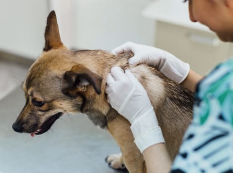 A dog on a vet dermatology exam at our Greensboro vet hospital