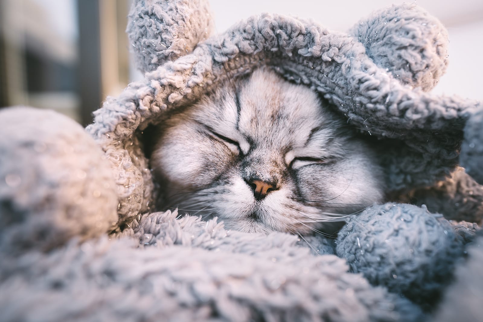 Kitten snuggled up keeping warm.