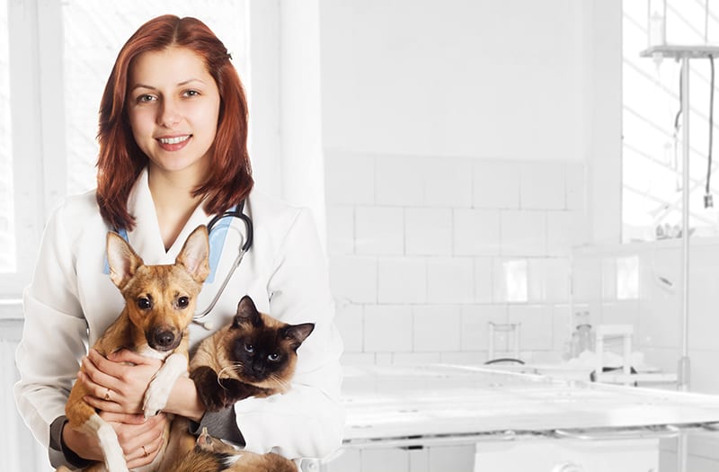 Vet with cat and dog at a routine wellness exam. Greensboro Vet