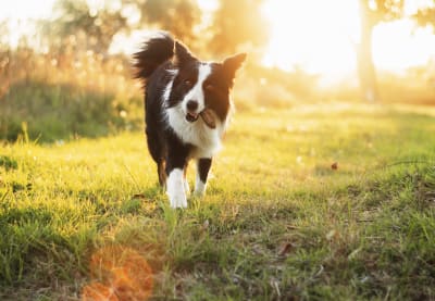 Babesiosis in dogs, Greensboro Vet