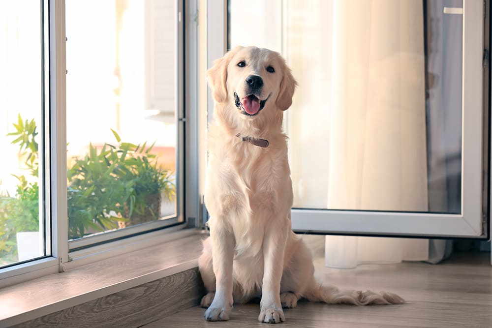 Whipworm is a common parasite seen in dogs of all breeds and ages. A happy golden retriever sitting nicely and smiling into camera.