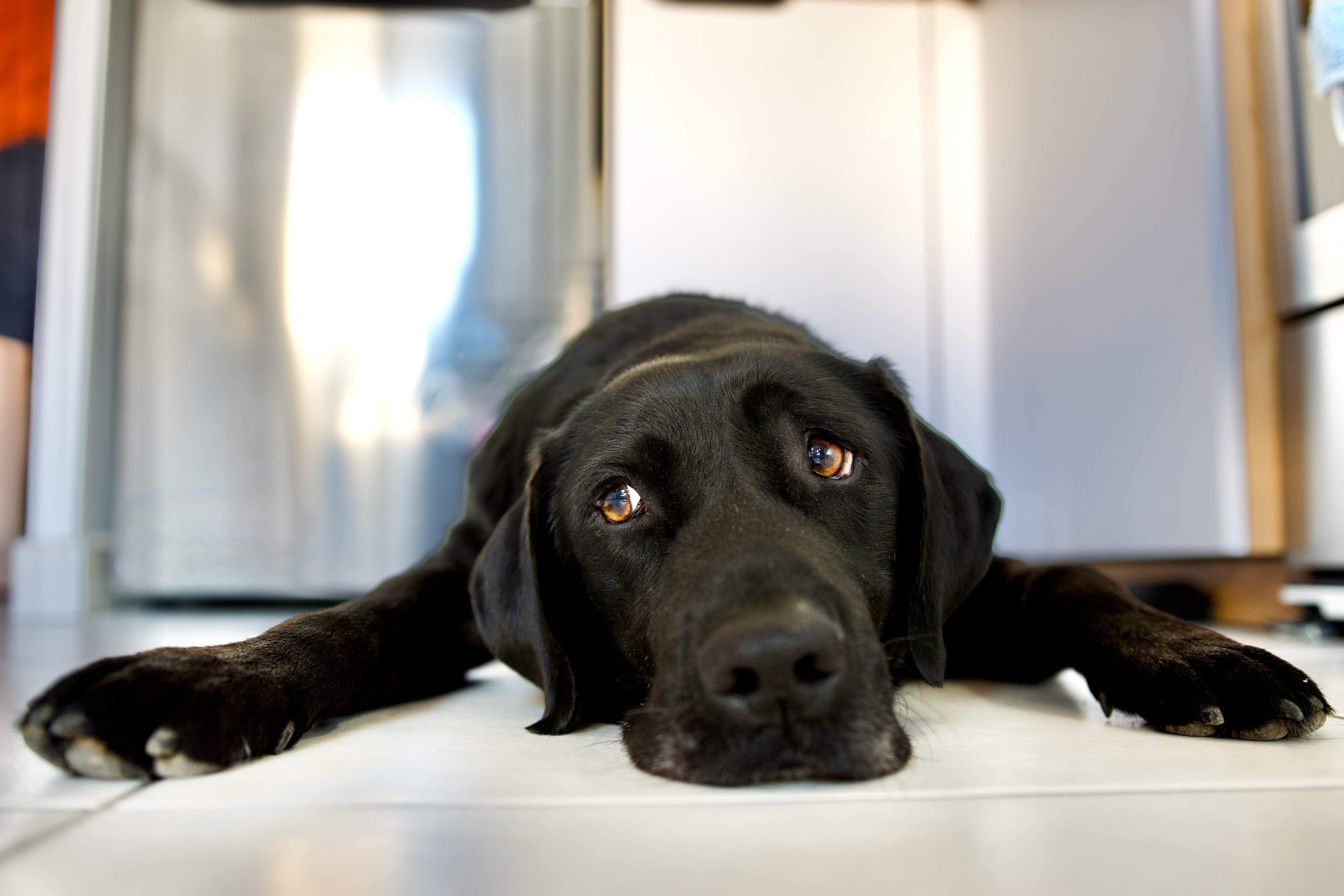 Black lab laying on floor looking into camera.