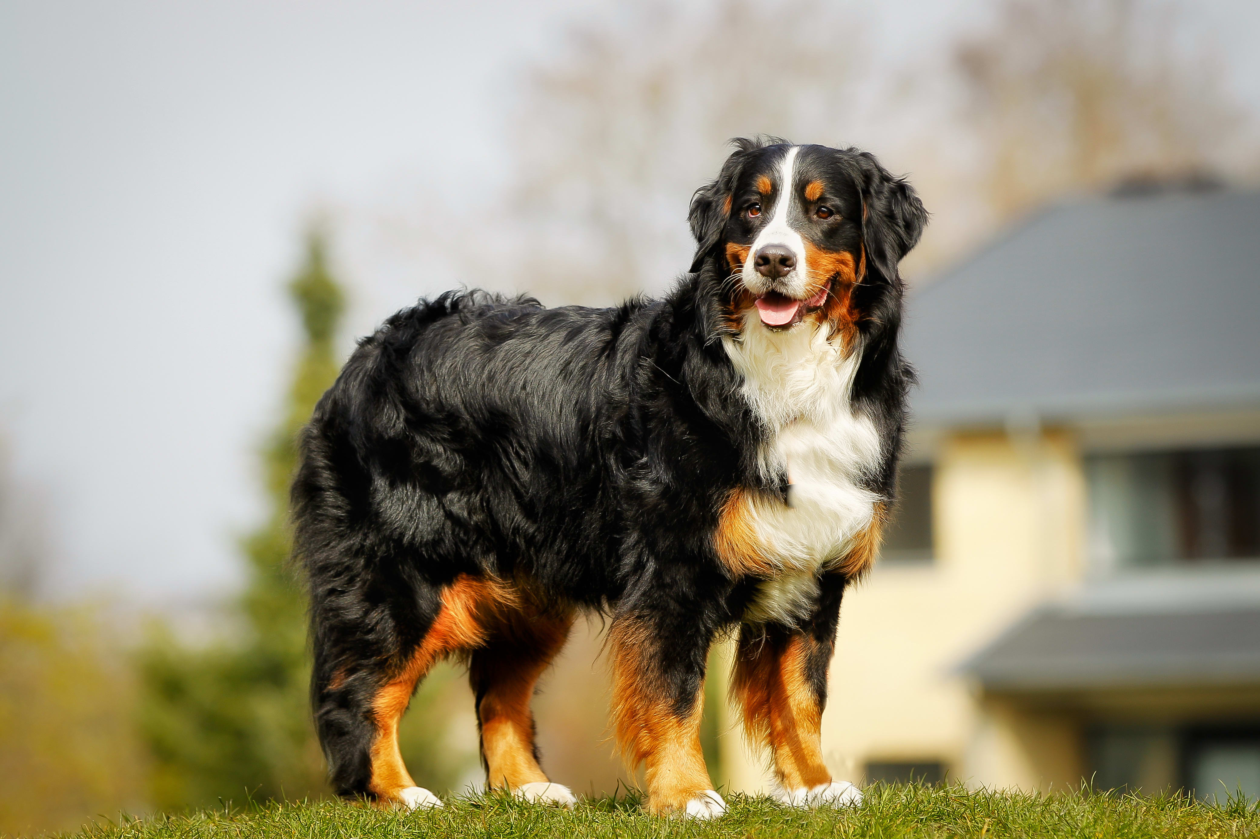 A Bernese Mountain Dog outside. This breed is prone to joint pain. Greensboro Vet