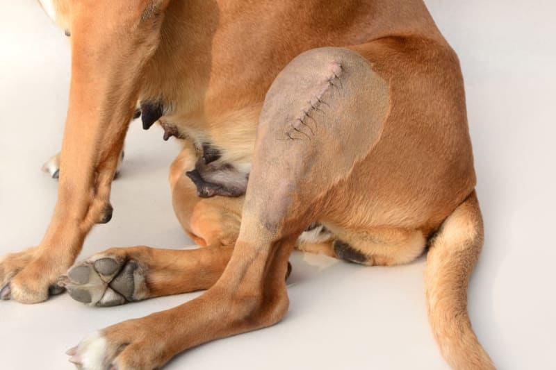  A dog with a scar from a surgery on its leg