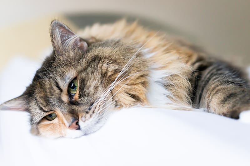 Anemia in Cats, Greensboro Vet