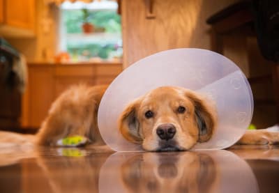 Caring for your pet after surgery, Greensboro Vet