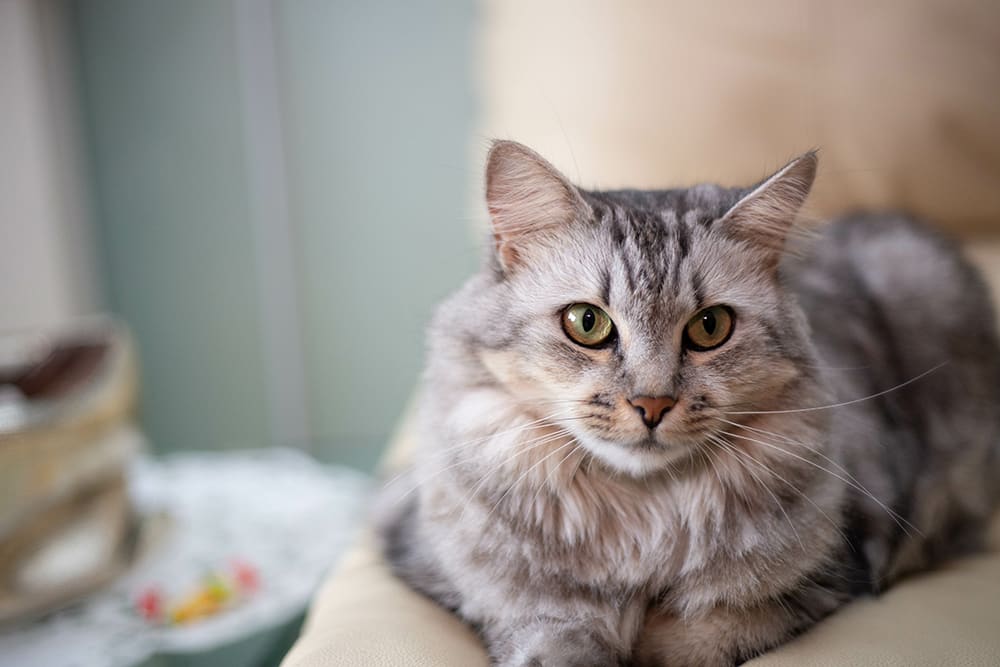 Beautiful long haired grey cat with blue interior walls behind.