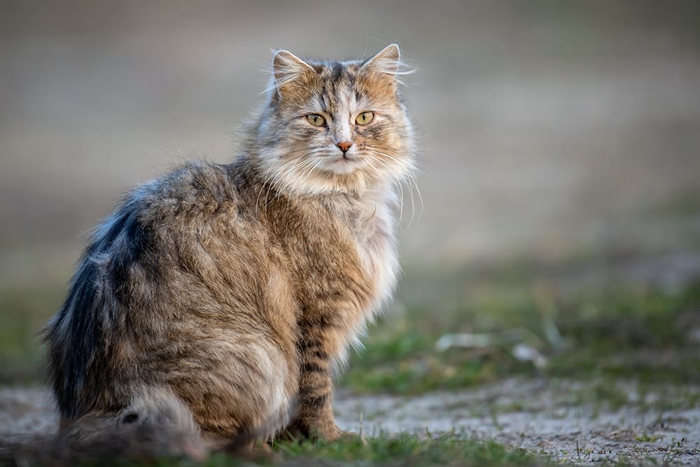 Cat Rabies Facts. Beautiful long haired grey cat looking at camera.