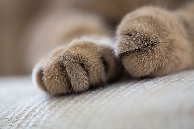 Closeup of 2 healthy cat paws. Greensboro Vet