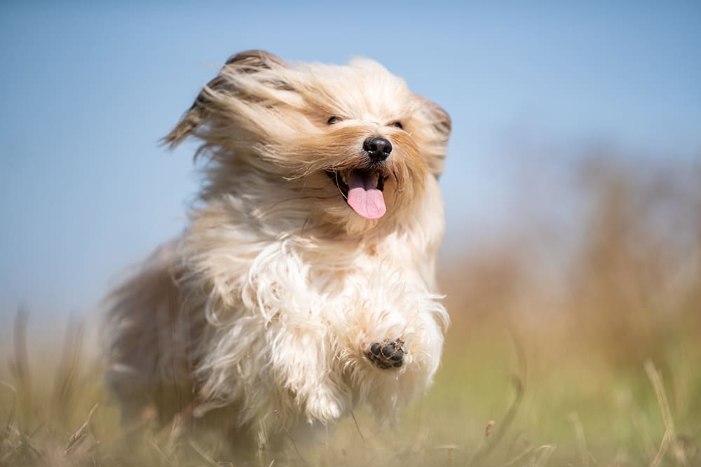Happy white dog running in grass. Greensboro Vet