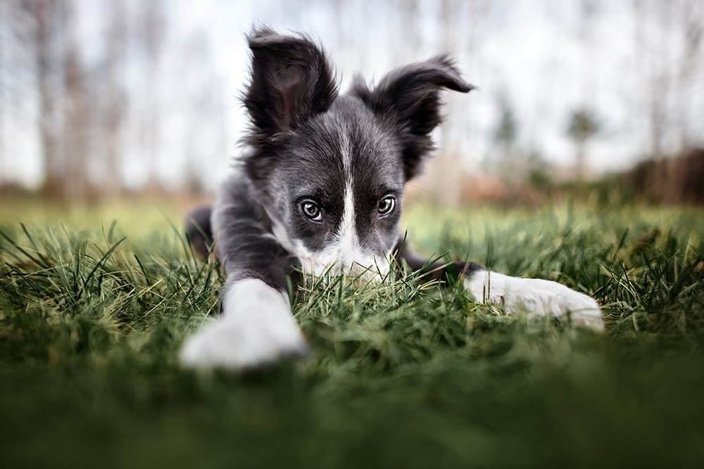 Young border collie with nose in grass. Dogs eat grass for a number of possible reasons. Learn more.