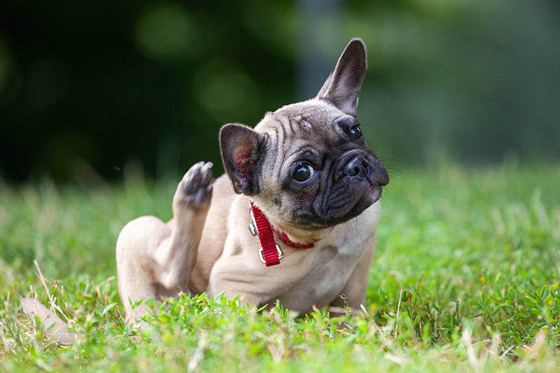 Cute dog scratching ear. Greensboro Vet