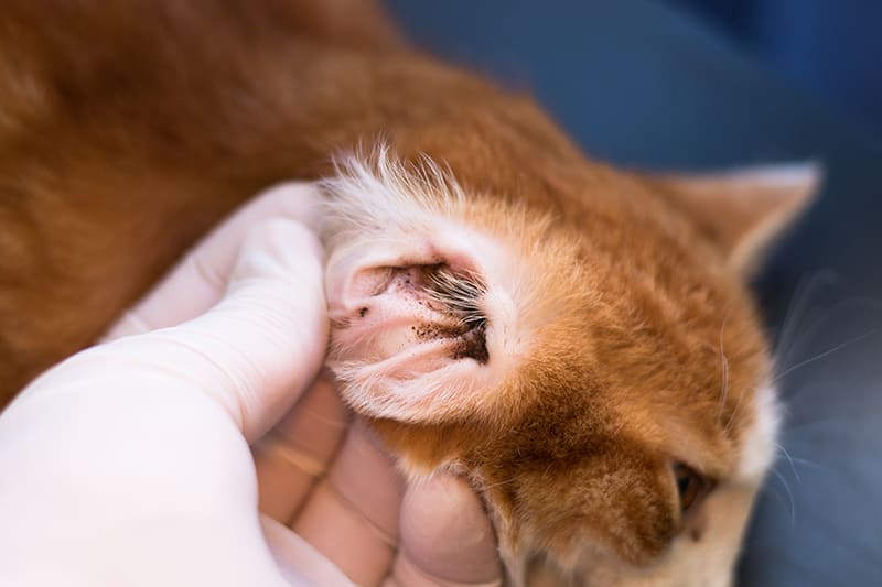 Ear infections in cats. Greensboro Vet