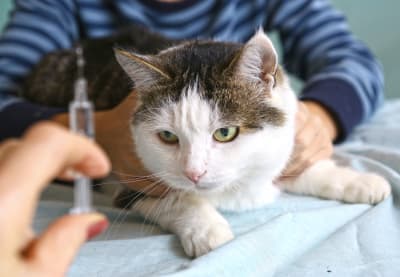 Treating Diabetes in Cats, Greensboro Vet