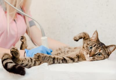 Cat Illnesses, Greensboro Vet