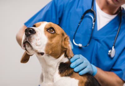 Cold laser therapy for dogs, Greensboro Vet