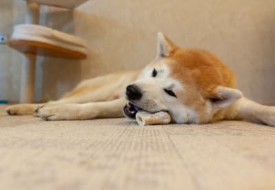 Dental Chews and Dog, Greensboro Vet