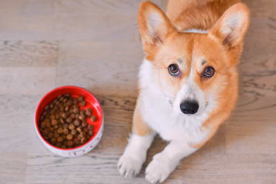 Best Food for Dogs with Allergies, Greensboro Vet