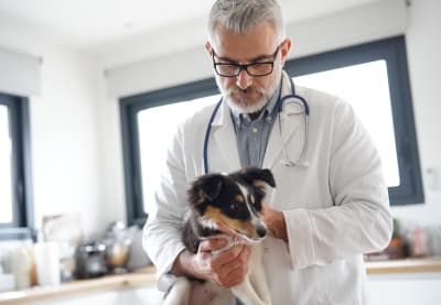 Common Dog Illnesses, Greensboro Vet