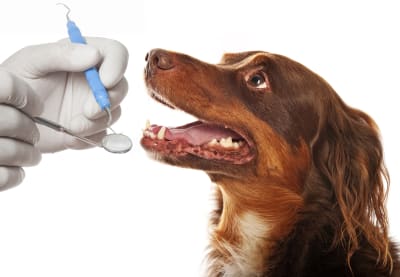 Dog Teeth Cleaning, Greensboro Vet