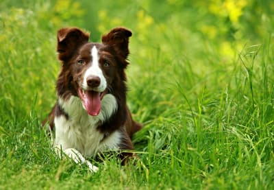 Ehrlichiosis in dogs, Greensboro Vet