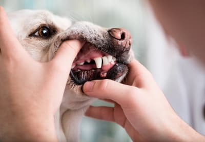 Periodontal disease in dogs, Greensboro Vet