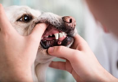 what do i do if my dog has a loose tooth