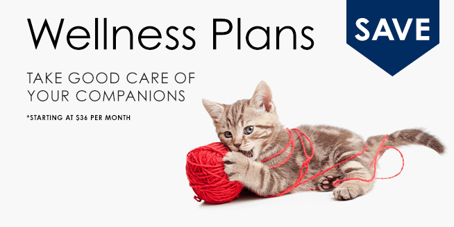 Wellness Plan Promo