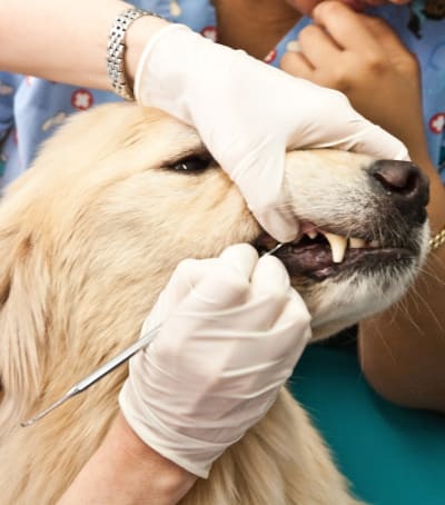 Dentistry, Greensboro Vet