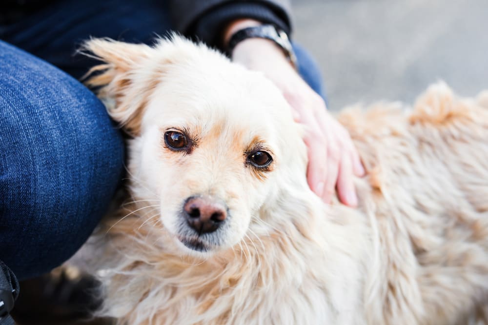 Vets in Greensboro, NC | Guilford-Jamestown Veterinary Hospital