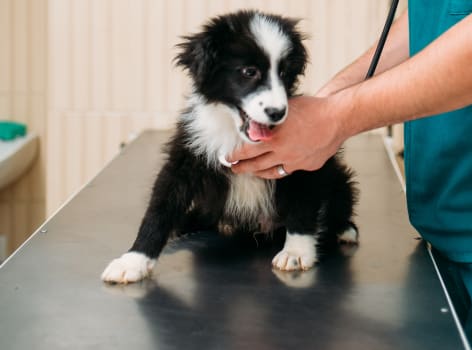 Puppies & Kittens, Greensboro