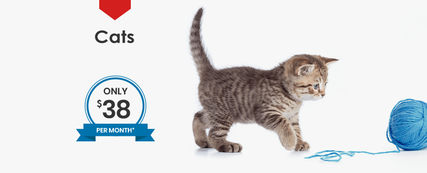 Wellness Plans for Cats, Greensboro
