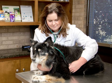 Wellness Exams, Greensboro Vet