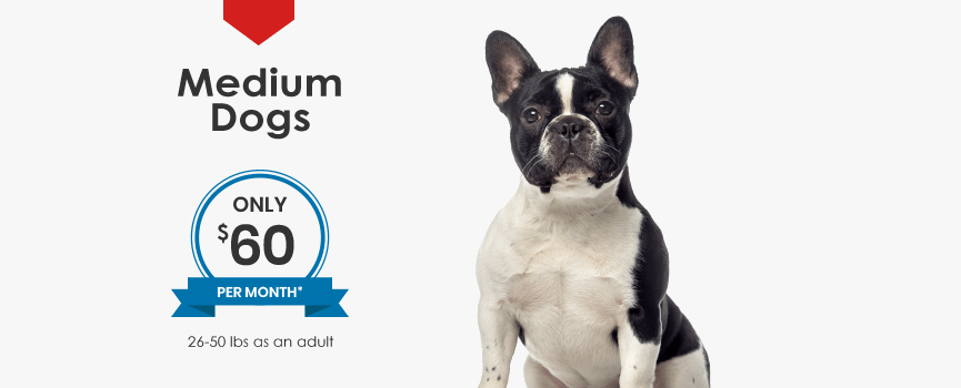 Wellness Plans for Medium Dogs, Greensboro