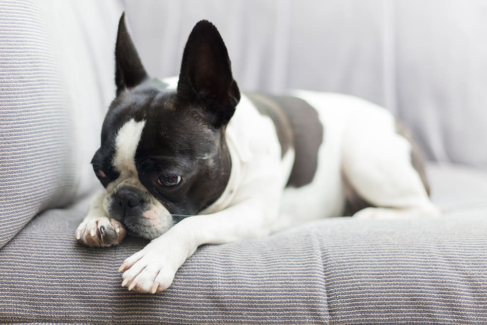 Boston terrier on grey couch looking sad. Hookworm in dogs