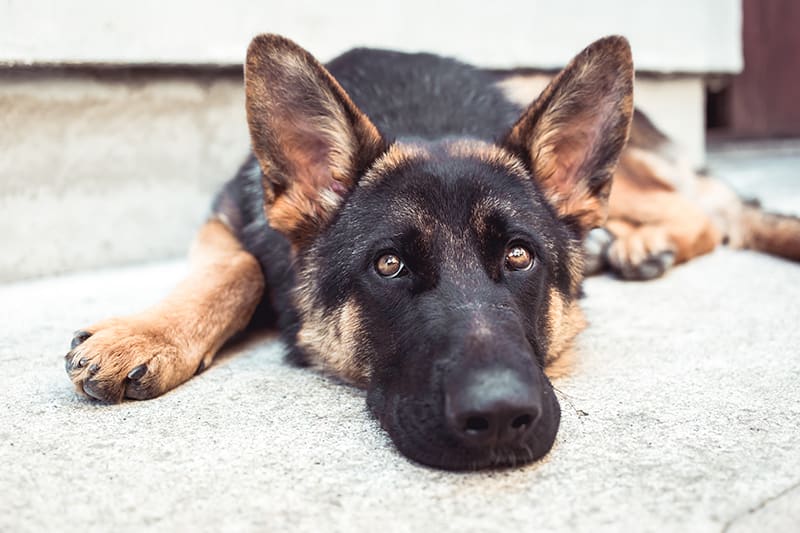 Sad german shepherd looking into camera. How to help a constipated dog. Greensboro Vet