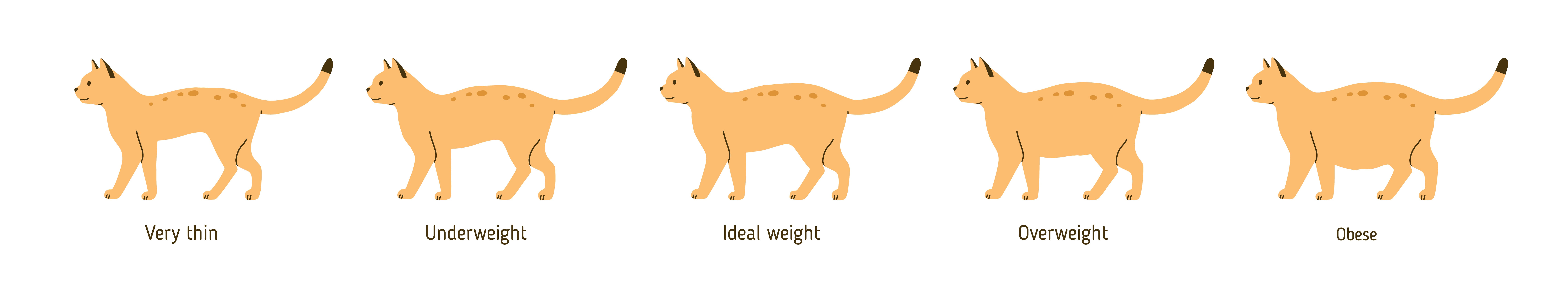 Overweight cat chart, Greensboro Vet