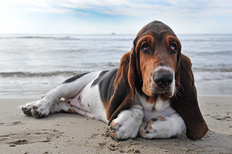 IVDD can happen in any breed but is very common in Basset Hounds? Greensboro Vet