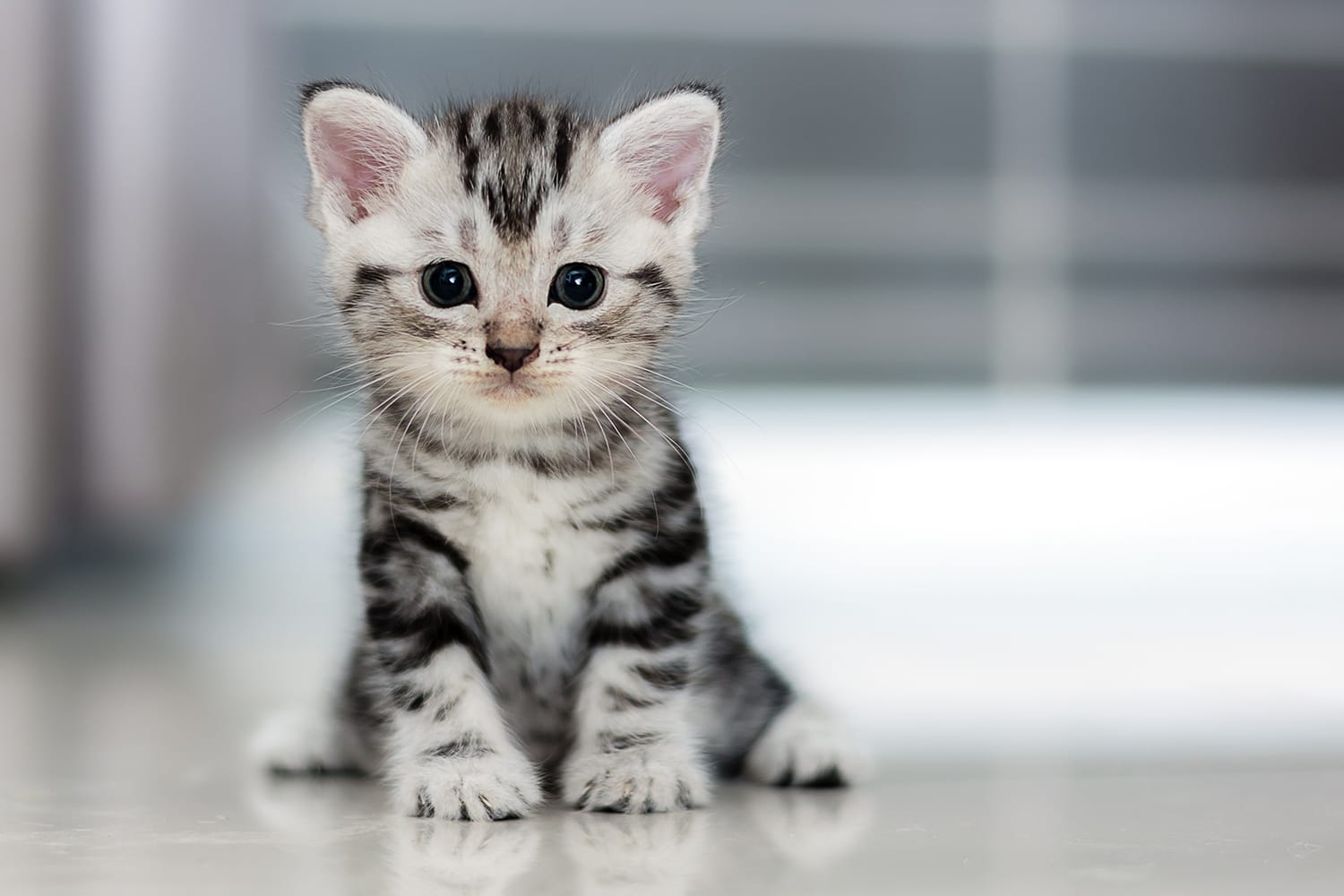 Beautiful grey and black tabby kitten on tile floor looking into camera. Parvovirus cat.