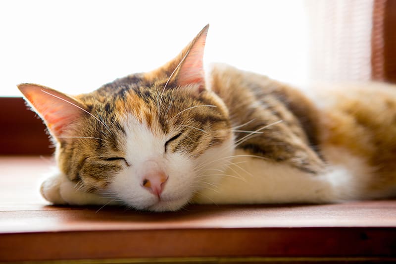 Causes of Low Red Blood Cell Count in Cats, Greensboro Vet