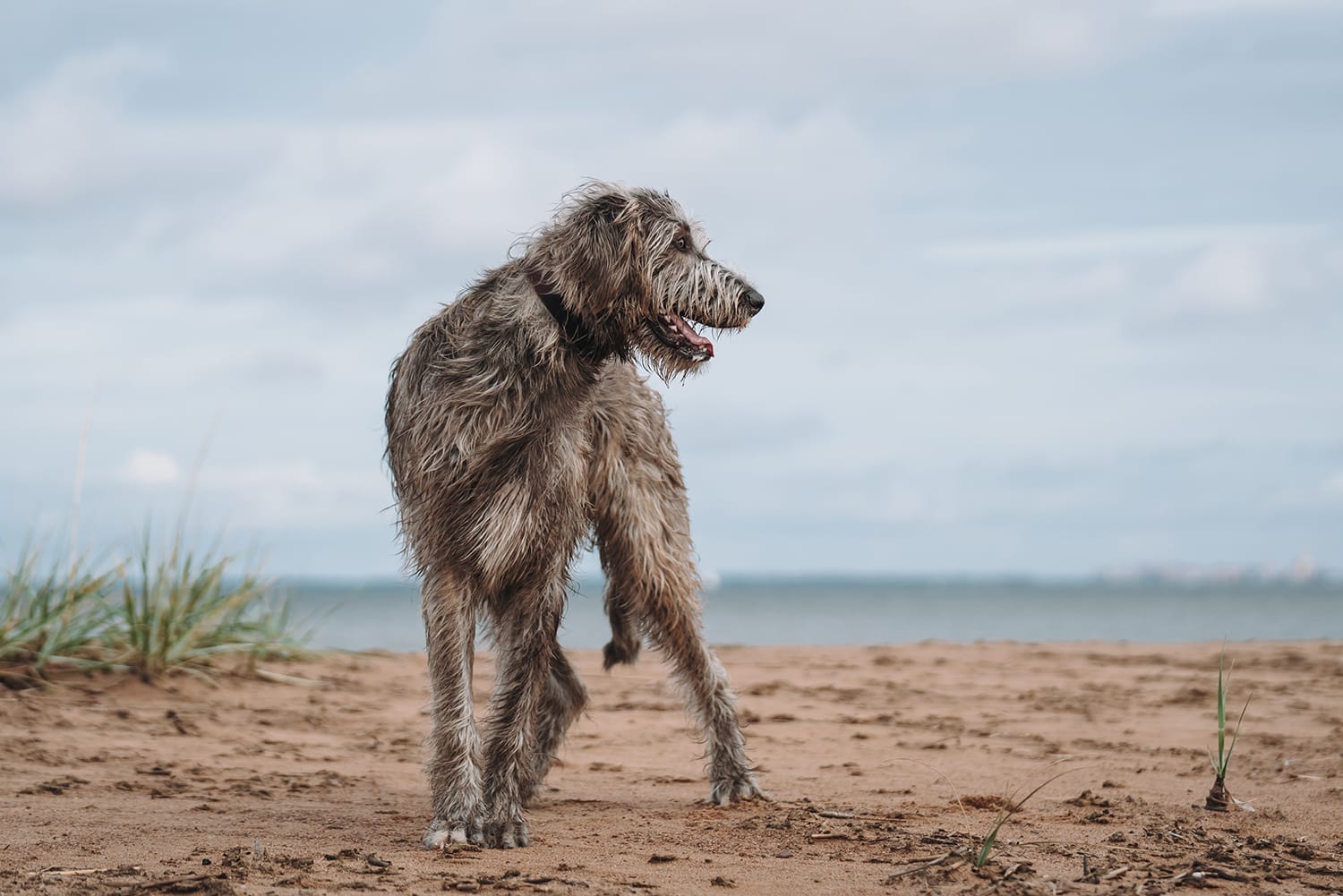 Signs of chronic pain in dogs. An happy looking, old Irish wolfhound on the beach with blue sky behind.