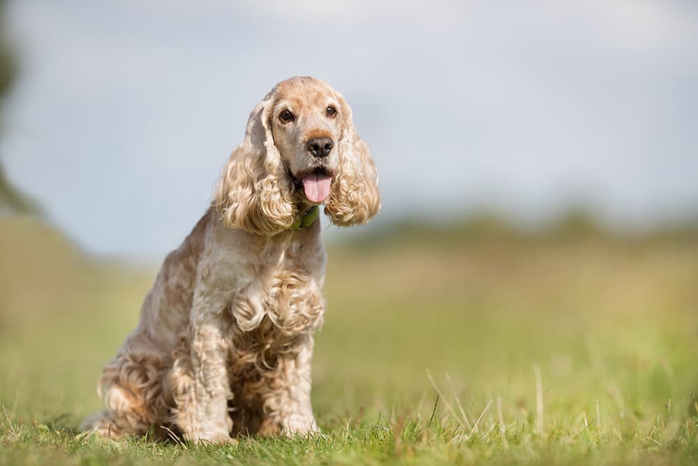 Old dog, sitting on grass with blue sky in the background.