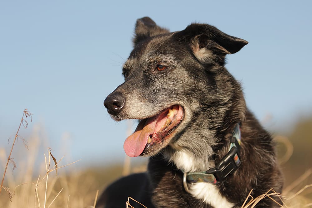 Happy old black dog with grey muzzle. Outside with blue sky behind.